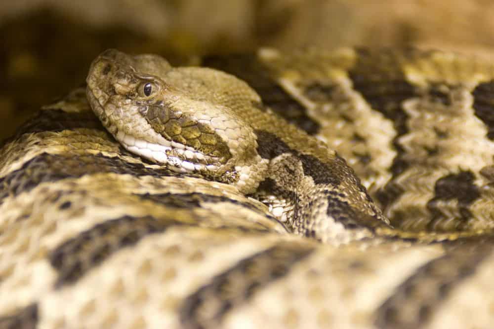 Serpiente de cascabel del bosque