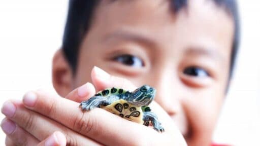 Tortugas como mascotas