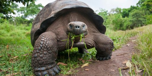 Tortugas gigantes aldabra