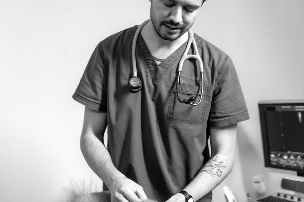 el veterinario puede tratar la septicemia de las serpientes