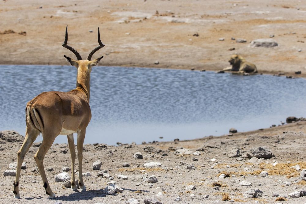 agua en el desierto