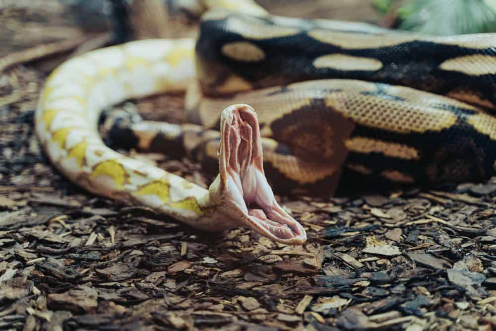 serpiente bostezando